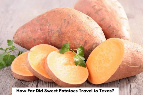 Sweet potatoes in Texas farmland