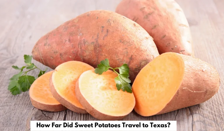 How Far Did Sweet Potatoes Travel to Texas?