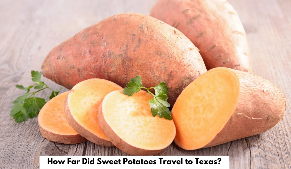 Sweet potatoes in Texas farmland